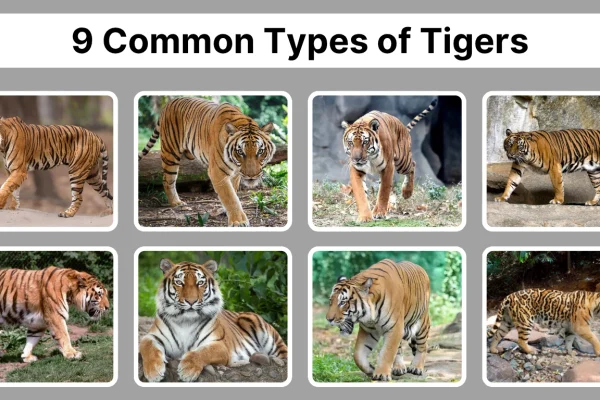 9 Common Types of Tigers Species Identification with Pictures
