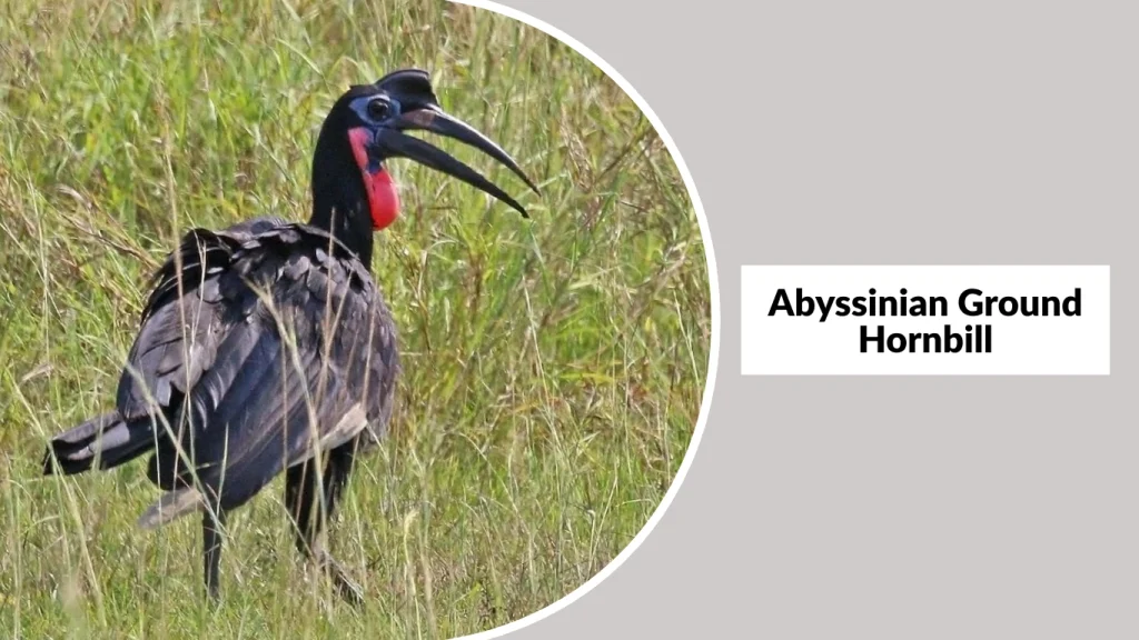 Abyssinian Ground Hornbill