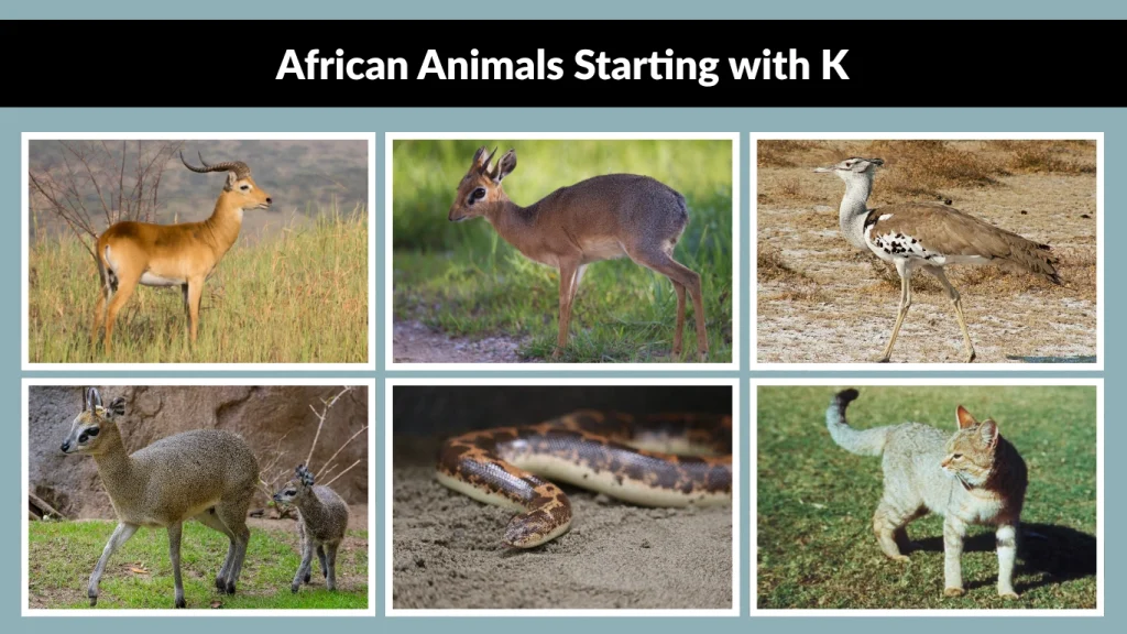 African Animals Starting with K