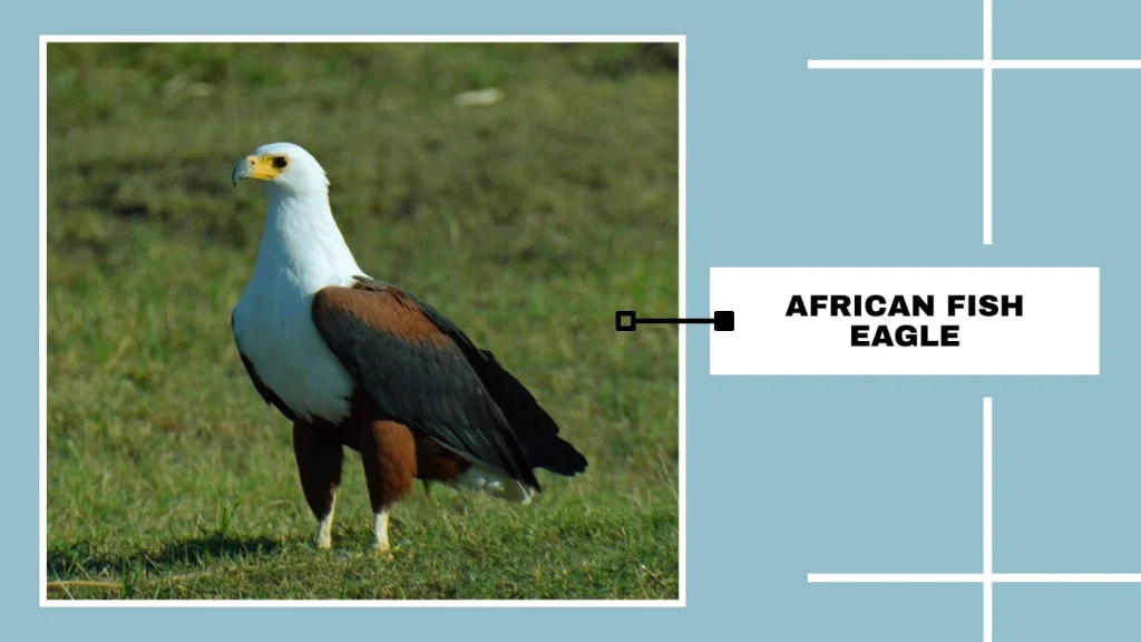 African Fish Eagle