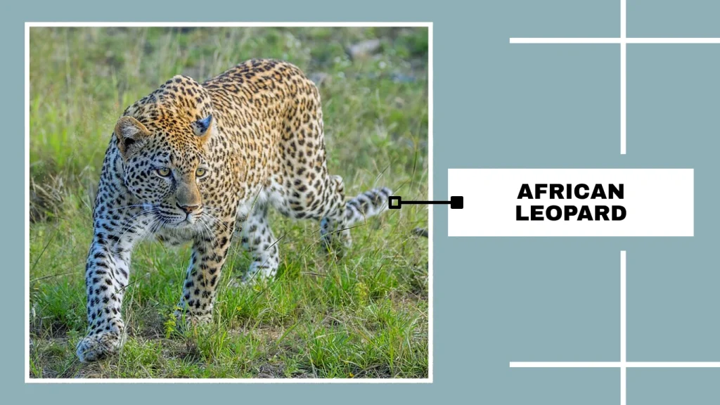 African Leopard (Panthera pardus pardus)