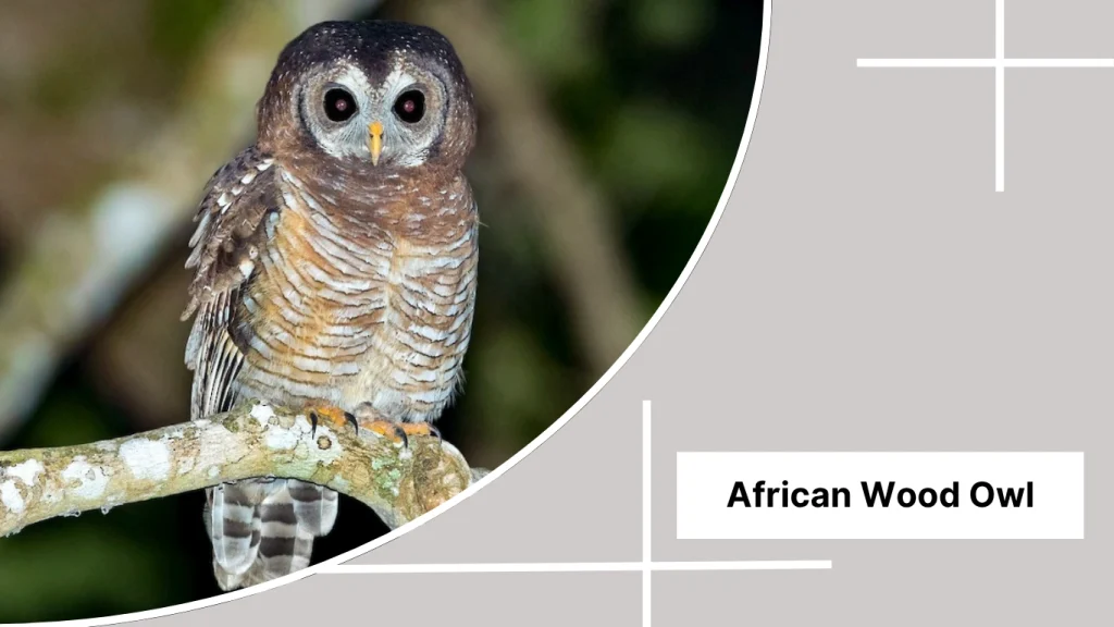 African Wood Owl