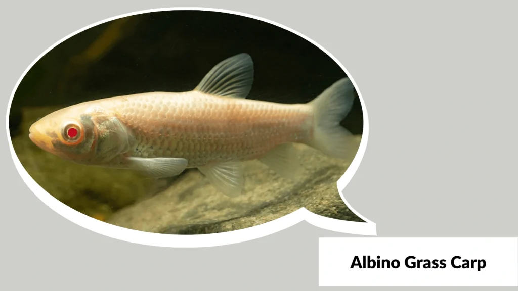 Albino Grass Carp