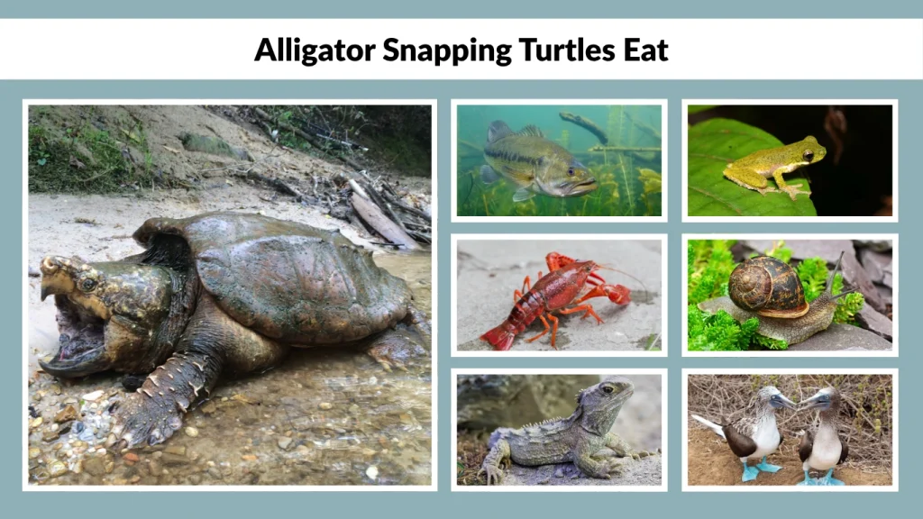 Alligator Snapping Turtles Eat