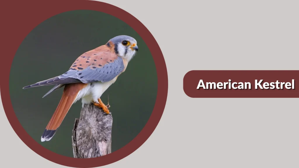 American Kestrel