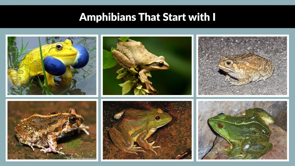 Amphibians That Start with I