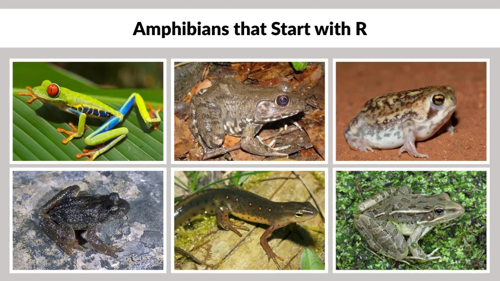 Amphibians that Start with R