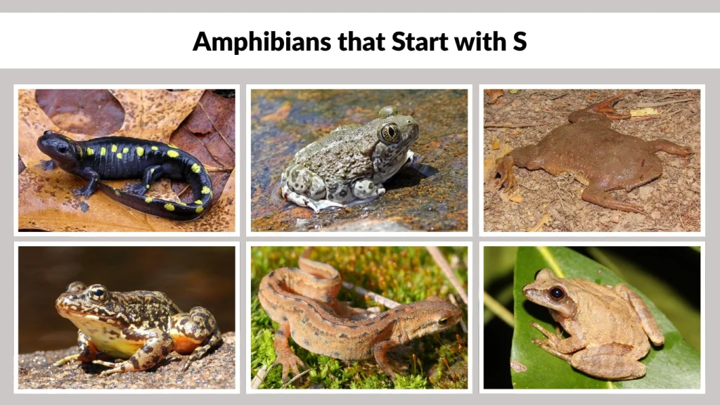 Amphibians that Start with S