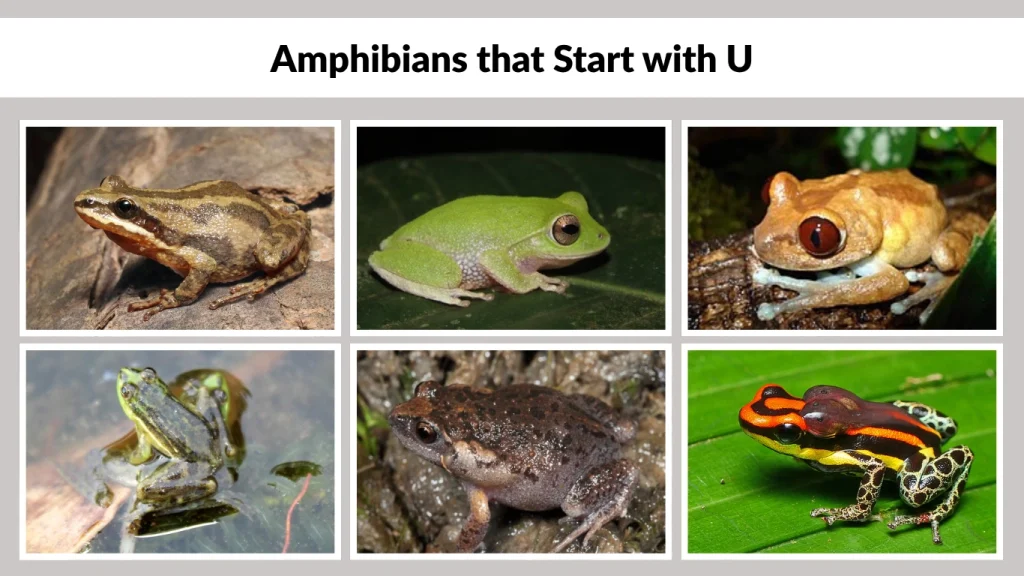 Amphibians that Start with U