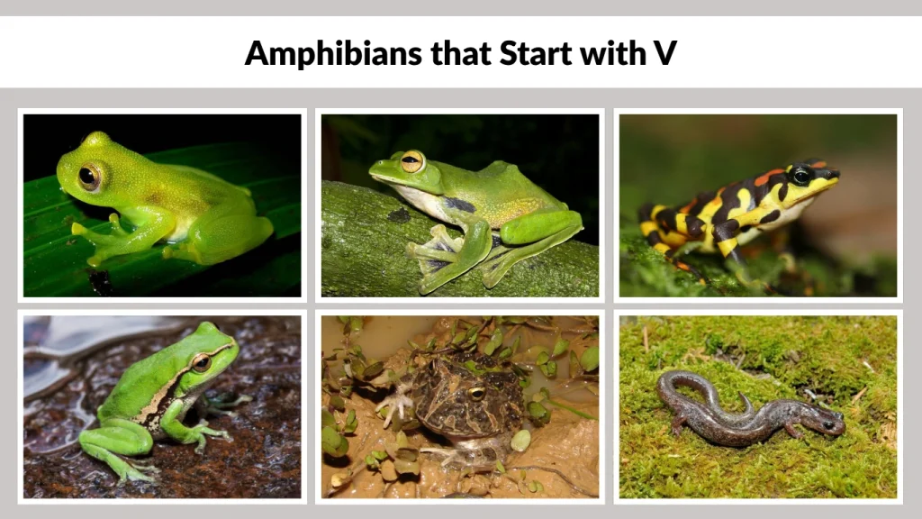 Amphibians that Start with V