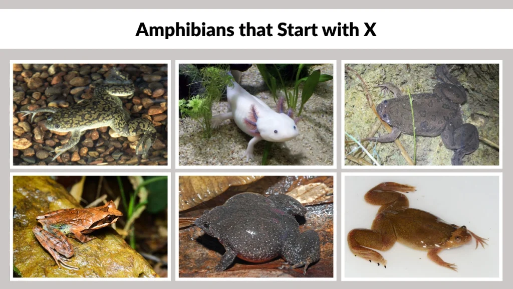 Amphibians that Start with X