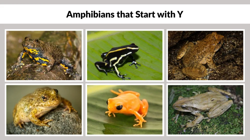Amphibians that Start with Y
