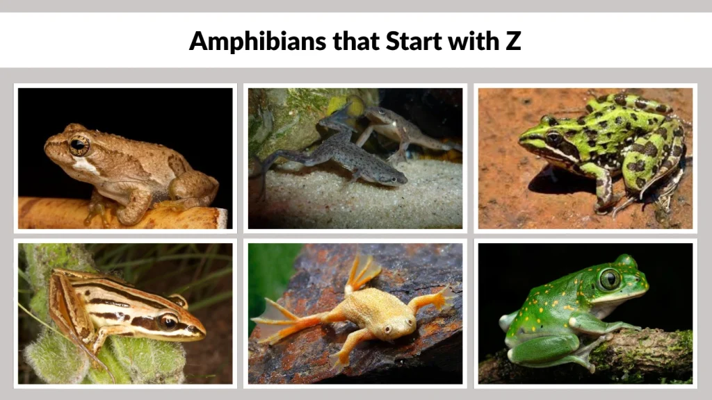 Amphibians that Start with Z