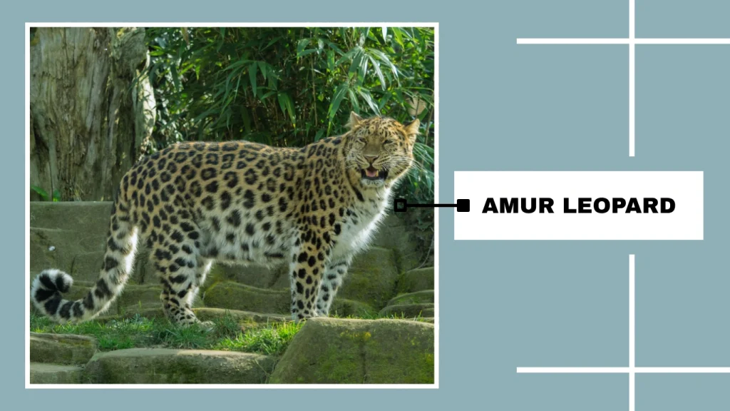 Amur Leopard (Panthera pardus orientalis)