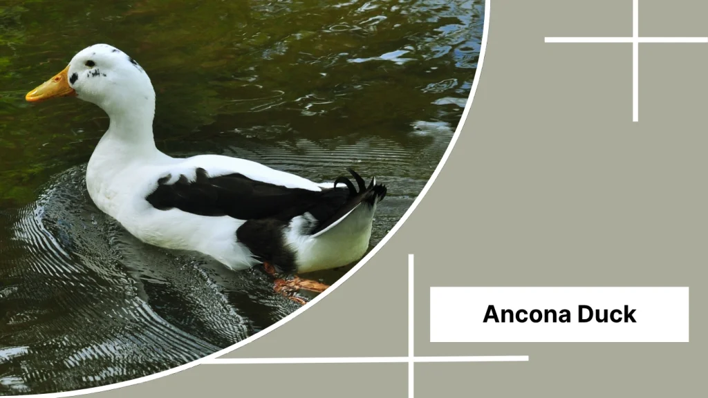 Ancona Duck