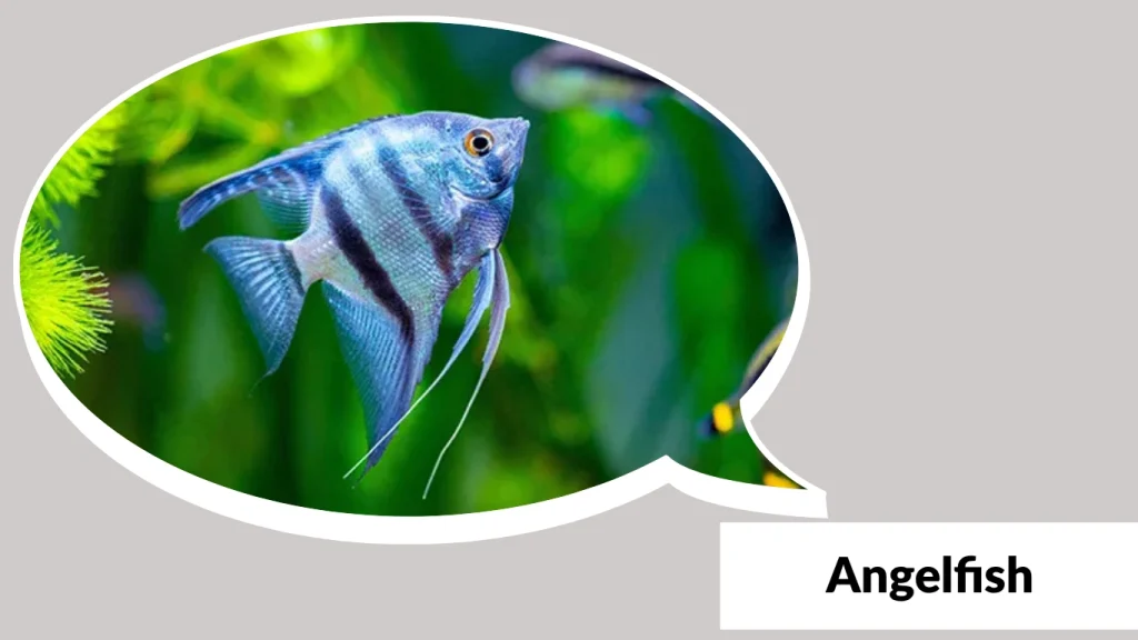 Angelfish