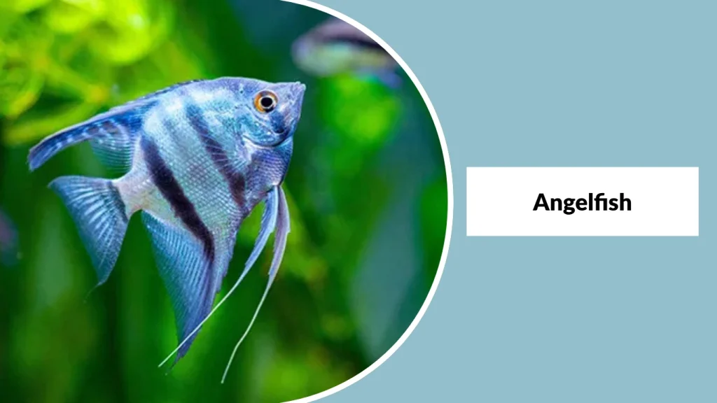 Angelfish