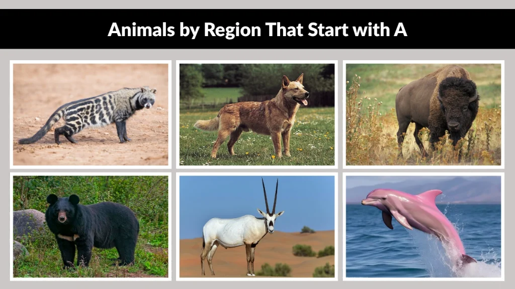 Animals by Region That Start with A