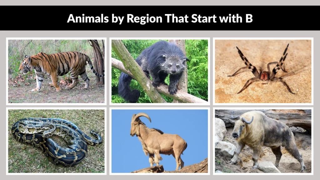 Animals by Region That Start with B