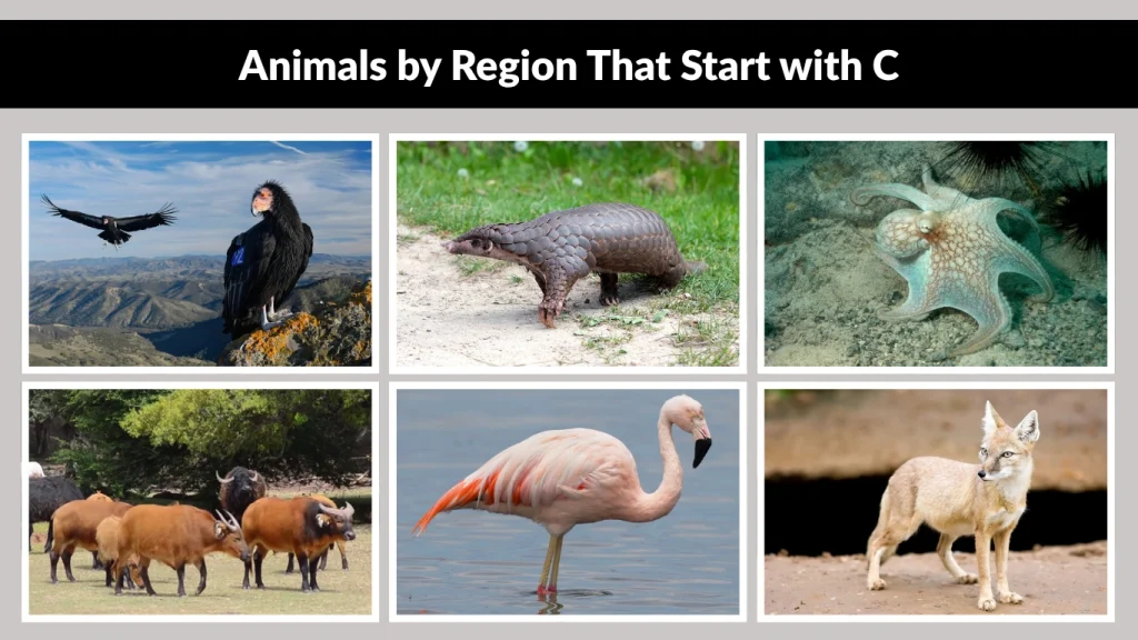 Animals by Region That Start with C