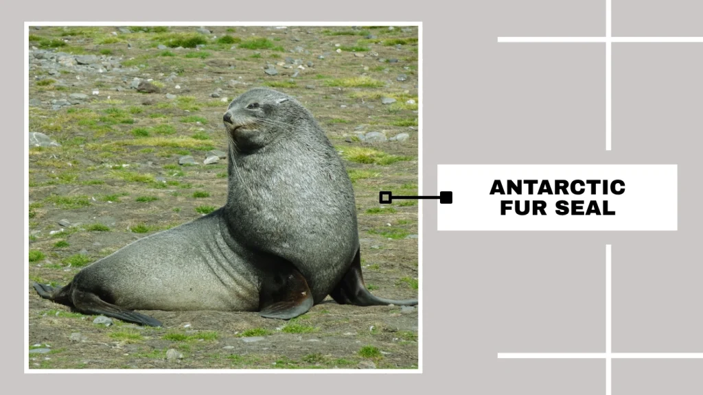 Antarctic Fur Seal (Arctocephalus gazella)