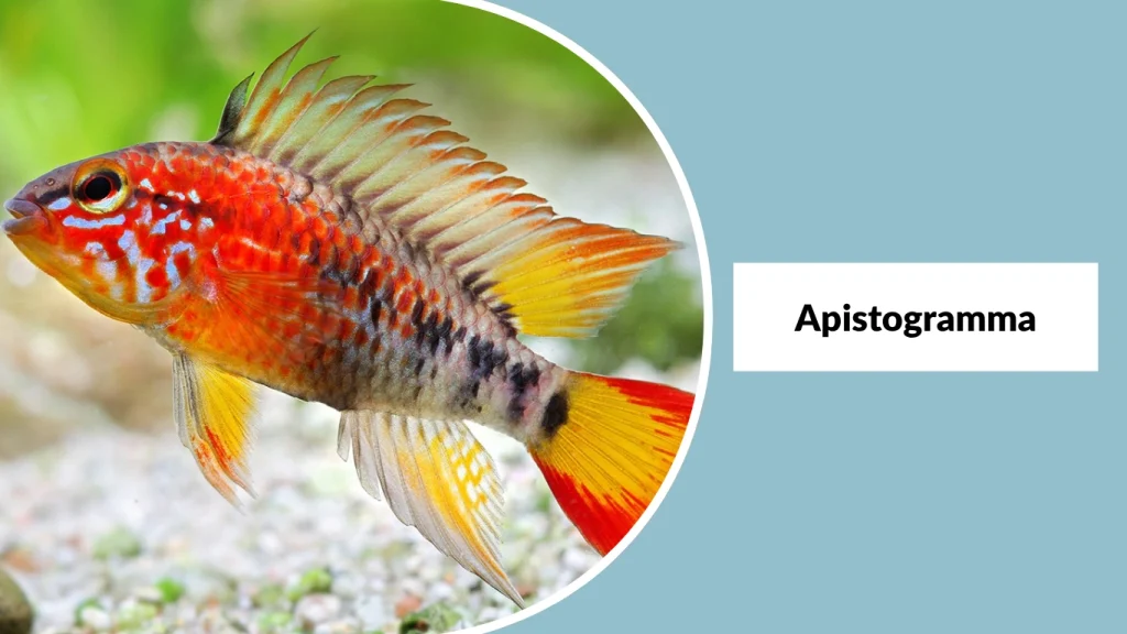 Apistogramma