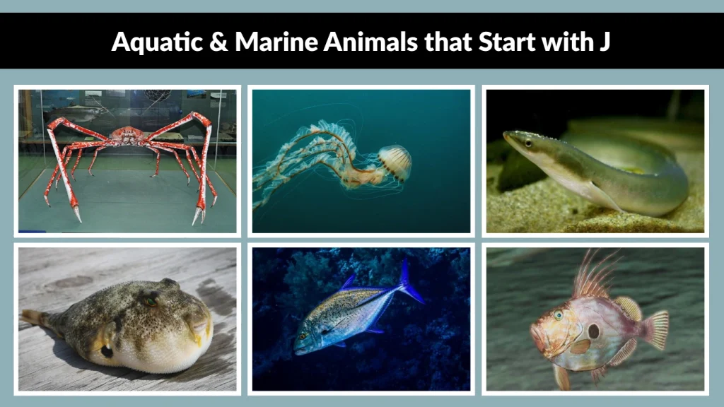 Aquatic & Marine Animals that Start with J