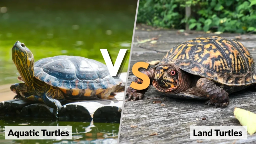 Aquatic vs. Land Turtles Different Capabilities