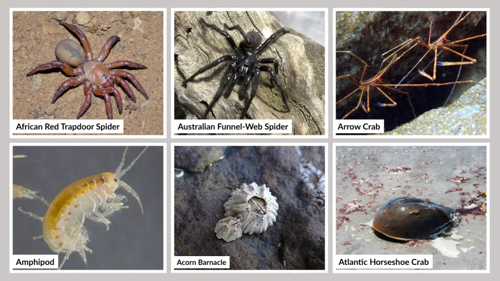 Arachnids and Crustaceans That Start with A