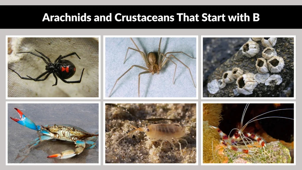 Arachnids and Crustaceans That Start with B