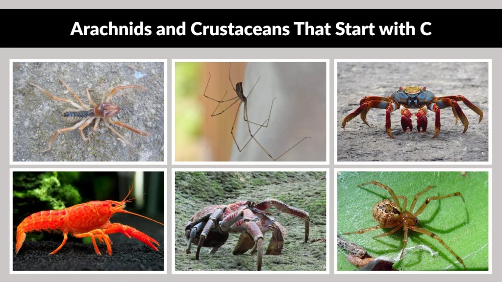 Arachnids and Crustaceans That Start with C