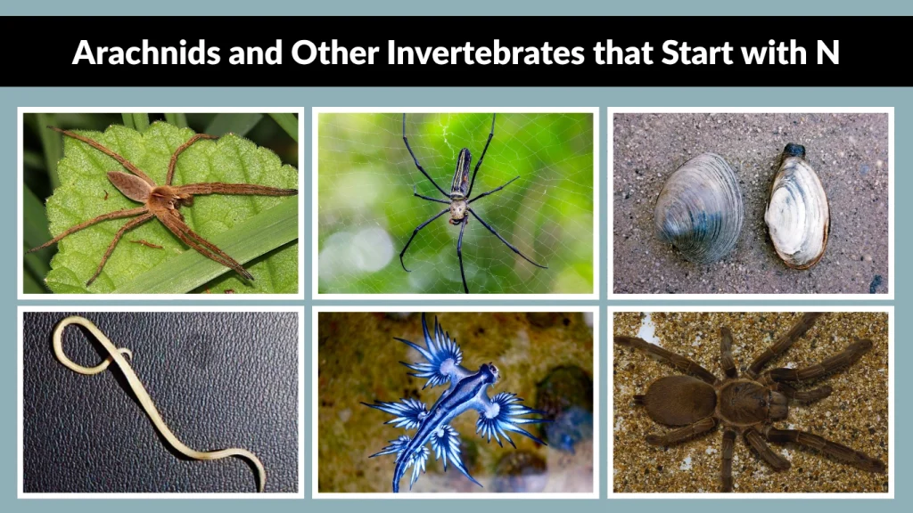 Arachnids and Other Invertebrates that Start with N