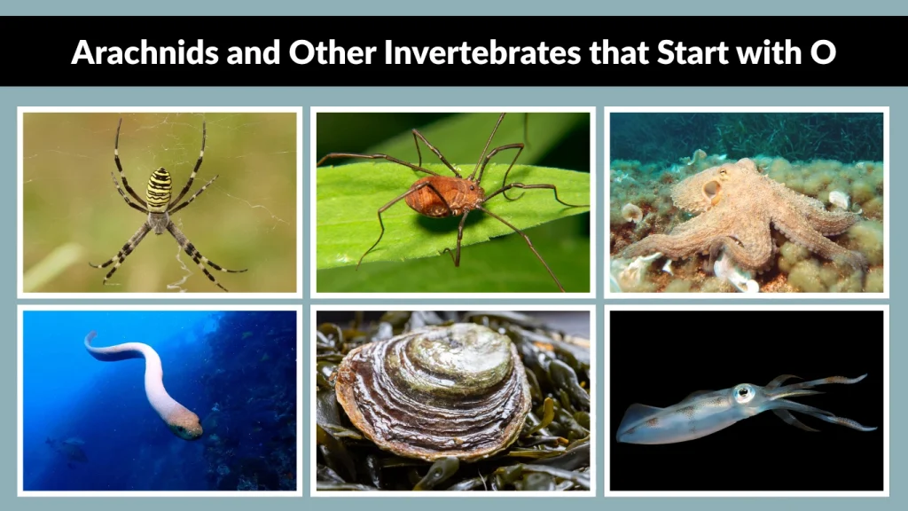 Arachnids and Other Invertebrates that Start with O
