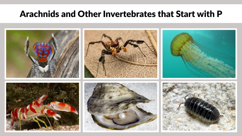 Arachnids and Other Invertebrates that Start with P