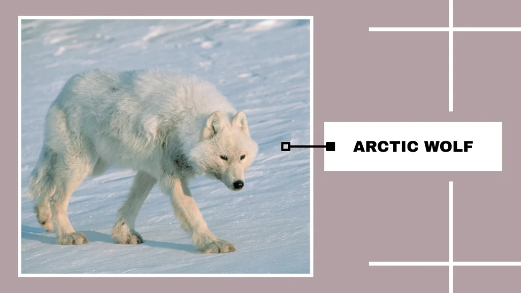 Arctic Wolf (Canis lupus arctos)