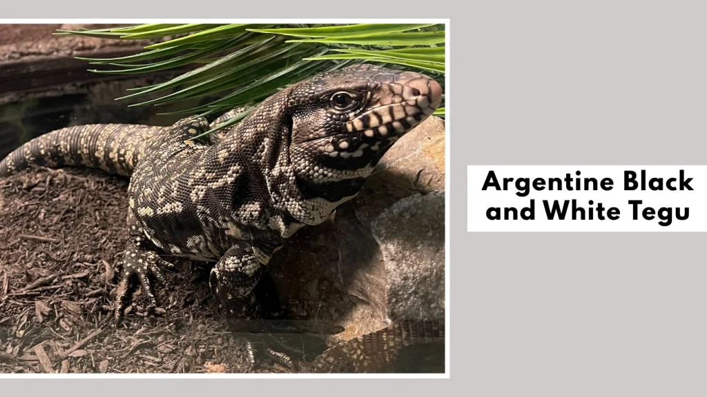 Argentine Black and White Tegu