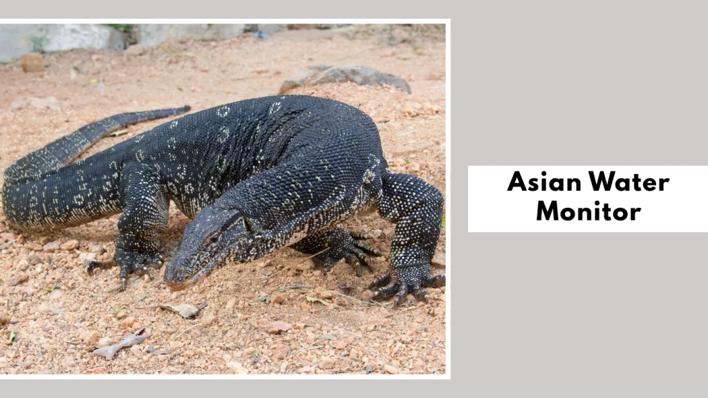 Asian Water Monitor