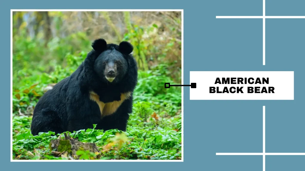 Asiatic Black Bear (Ursus thibetanus)