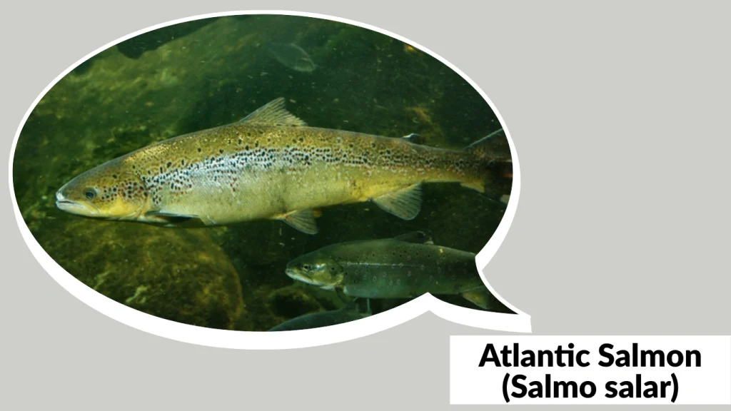 Atlantic Salmon (Salmo salar)