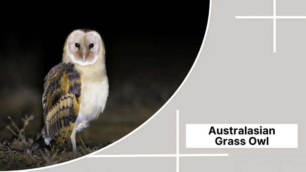 Australasian Grass Owl