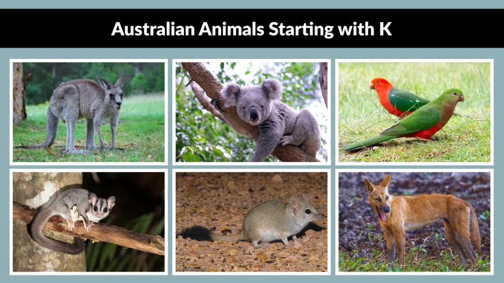 Australian Animals Starting with K