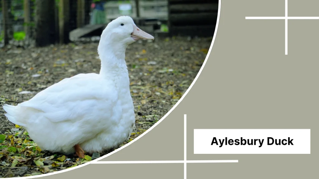 Aylesbury Duck