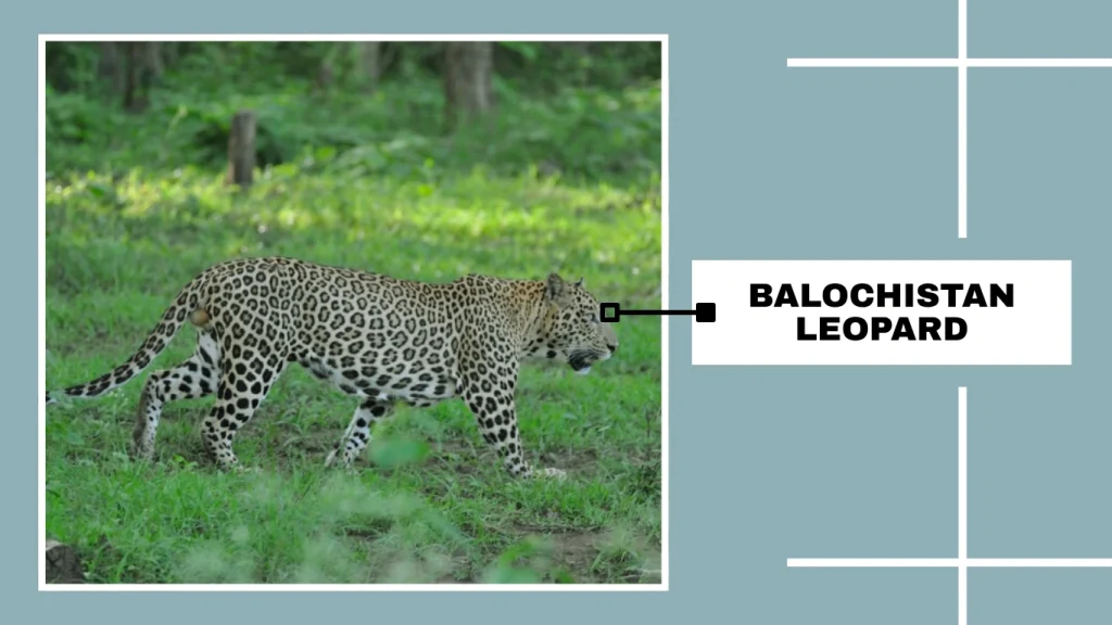 Balochistan Leopard (Panthera pardus saxicolor population)