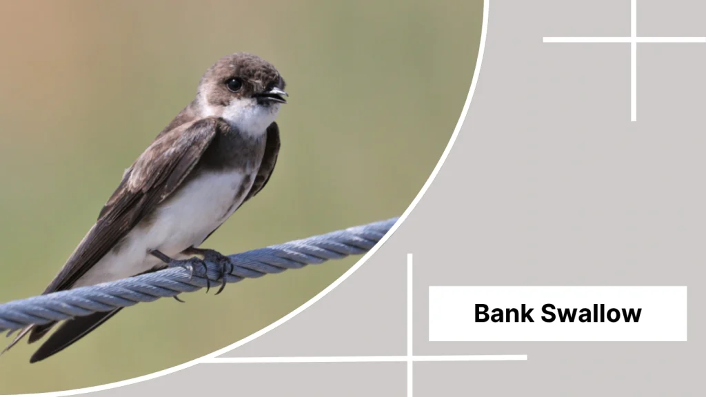 Bank Swallow