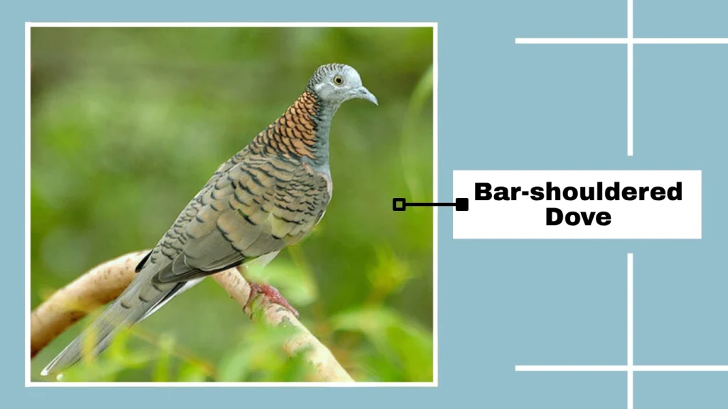 Bar-shouldered Dove