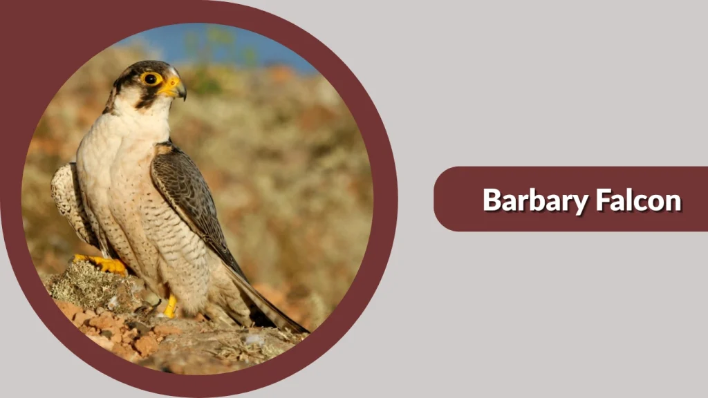 Barbary Falcon