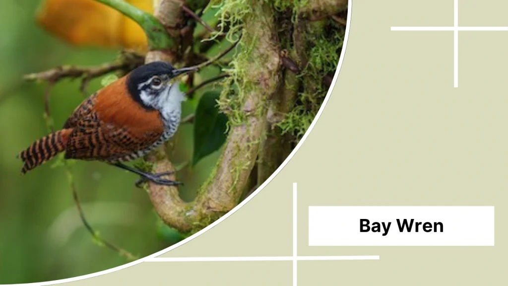 Bay Wren