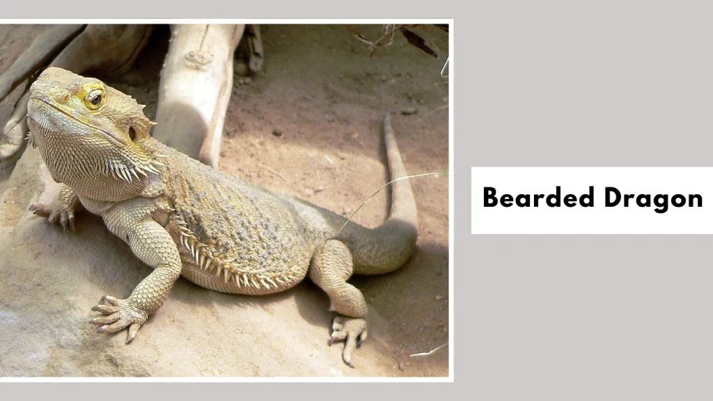 Bearded Dragon