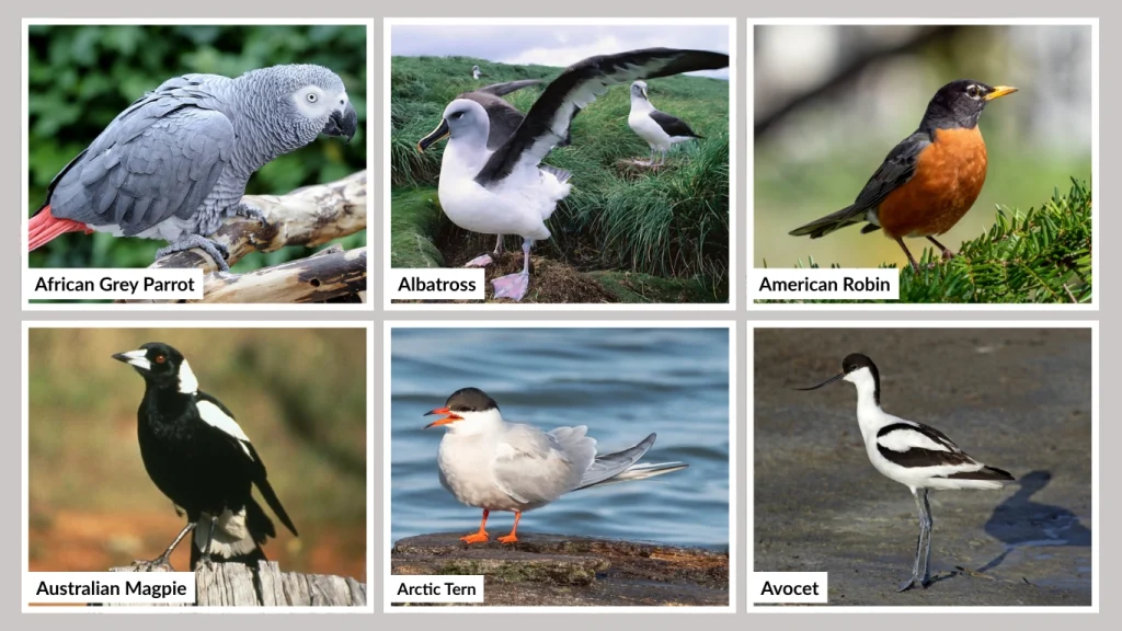 Birds That Start with A