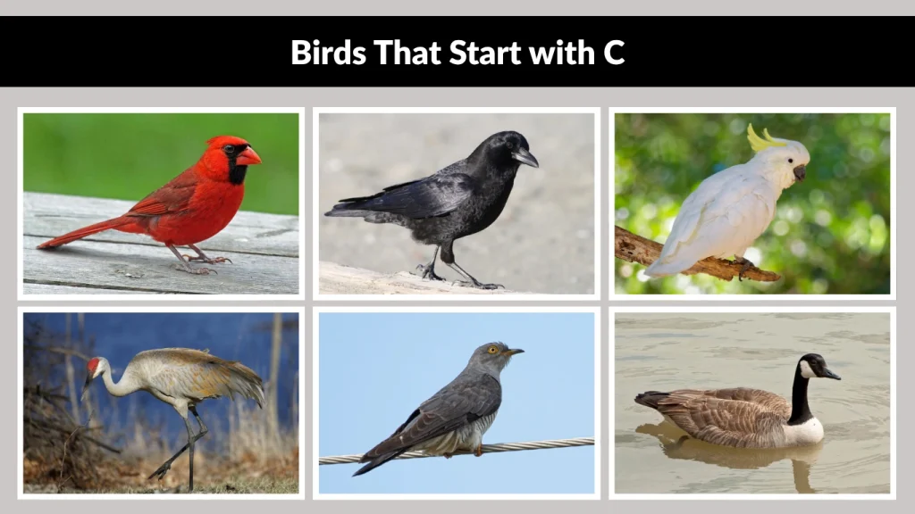 Birds That Start with C